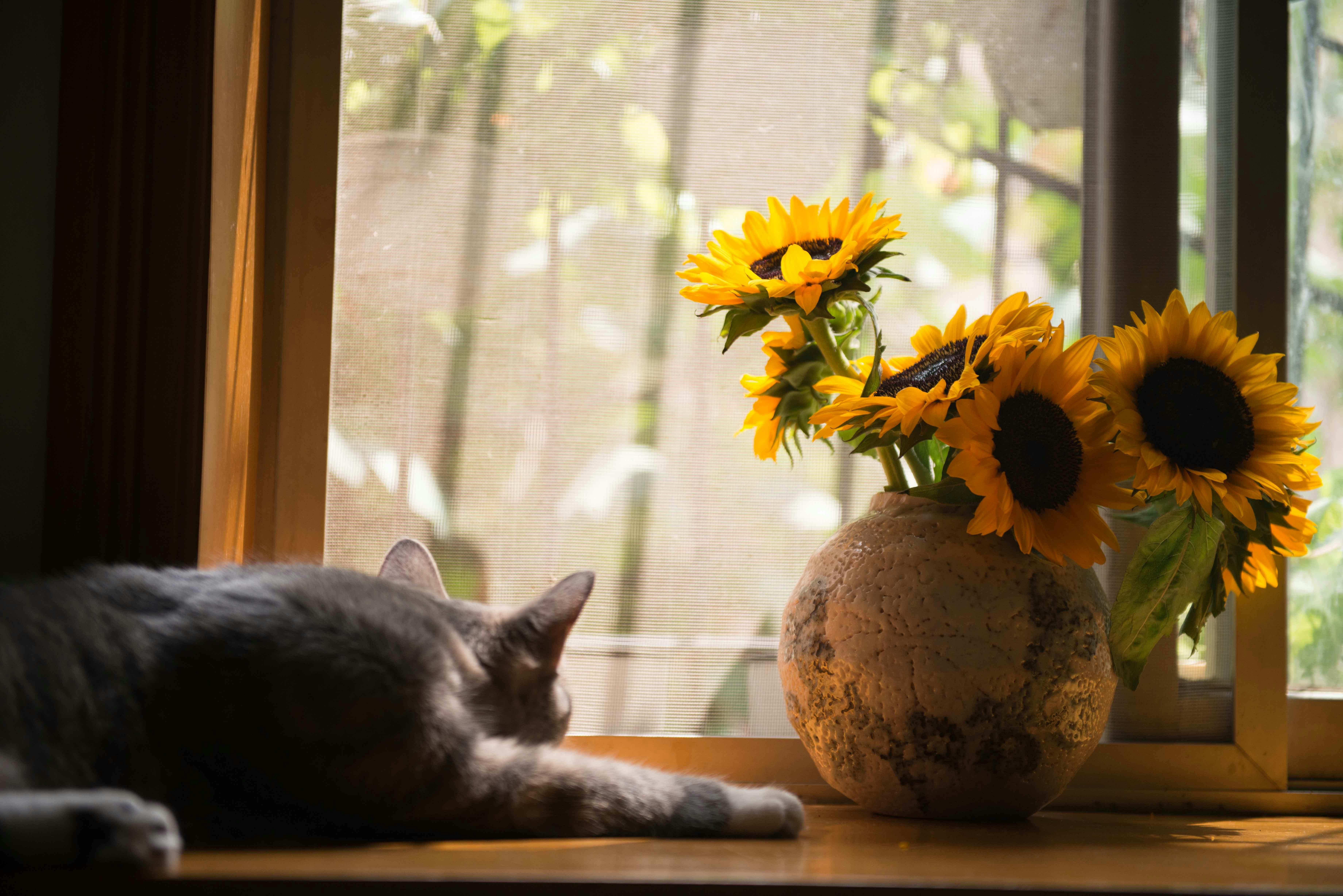 Cat sleeping next to a vase of sunflowers